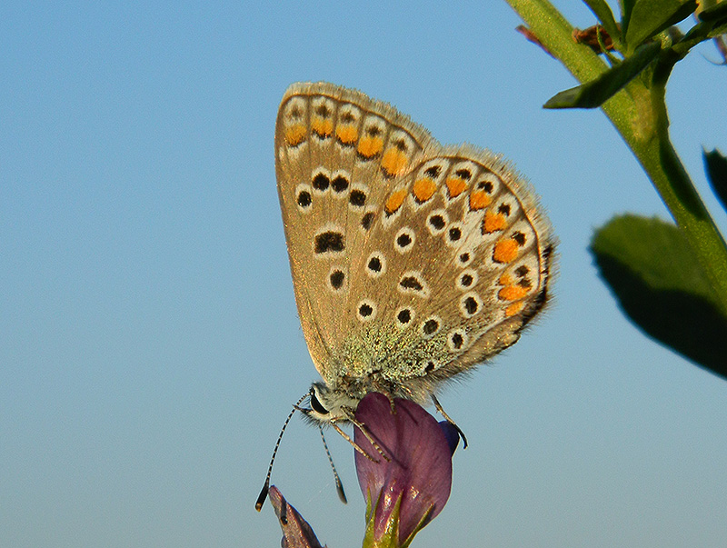 Polyommatus icarus:sesso?